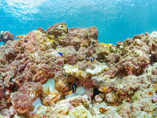 高海水温が続いているのでサンゴの白化現象が起きている。
美しいイソギンチャク畑の可愛いクマノミ（クマノミ亜科）ペア、ミツボシクロスズメダイ（スズメダイ科）他の群れ。
英名学名：
Yellowtail clownfish (Amphiprion clarkii)
Threespot dascyllus (Dascyllus trimaculatus) 
南伊豆町中木ヒリゾ浜2024年
