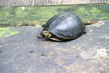 An Amboina Box Turtle or Southeast Asian Box Turtle is basking on a rock by the river. This shelled reptile has the scientific name Coura amboinensis.