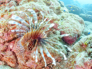 美しく大きなハナミノカサゴ（ミノカサゴ亜科）他。
英名学名：Red Lionfish (Pterois volitans)
岩場に集まる、美しいソラスズメダイ（スズメダイ科）他の群れ。
英名学名：Heavenly Damselfish (Pomacentrus coelestis)
静岡県伊豆半島賀茂郡南伊豆町中木ヒリゾ浜2024年
