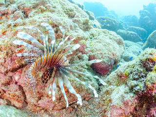 美しく大きなハナミノカサゴ（ミノカサゴ亜科）他。
英名学名：Red Lionfish (Pterois volitans)
岩場に集まる、美しいソラスズメダイ（スズメダイ科）他の群れ。
英名学名：Heavenly Damselfish (Pomacentrus coelestis)
静岡県伊豆半島賀茂郡南伊豆町中木ヒリゾ浜2024年
