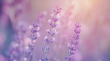 Fototapeta premium Lavender blooms in soft, sunny light.