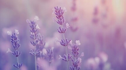 Fototapeta premium Purple lavender blooms in light.