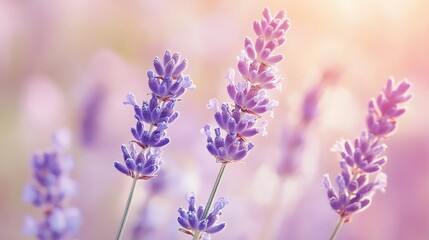 Fototapeta premium Lavender blooms in soft light. (1)