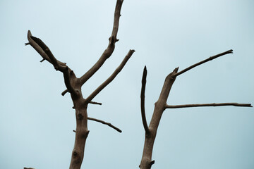 Dry tree branches on a blue sky background