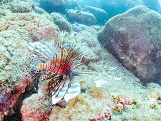 美しく大きなハナミノカサゴ（ミノカサゴ亜科）他。
英名学名：Red Lionfish (Pterois volitans)
岩場に集まる、美しいソラスズメダイ（スズメダイ科）他の群れ。
英名学名：Heavenly Damselfish (Pomacentrus coelestis)
静岡県伊豆半島賀茂郡南伊豆町中木ヒリゾ浜2024年
