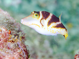 美しいハナキンチャクフグ（フグ科）他。 英名学名：Crown Toby (Canthigaster axiologus) 静岡県伊豆半島賀茂郡南伊豆町中木ヒリゾ浜2024年  © d3_plus