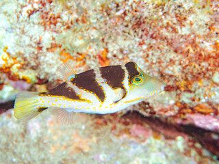 美しいハナキンチャクフグ（フグ科）他。
英名学名：Crown Toby (Canthigaster...