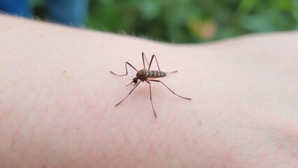 nasty insect mosquito sitting on her hand and drinks the blood of the pierced skin