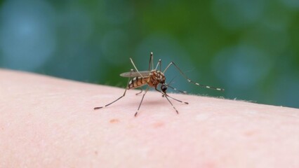 nasty insect mosquito sitting on her hand and drinks the blood of the pierced skin