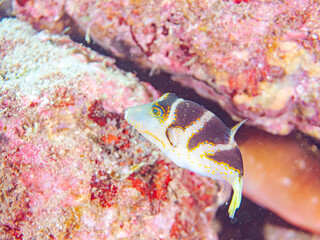 美しいハナキンチャクフグ（フグ科）他。
英名学名：Crown Toby (Canthigaster...