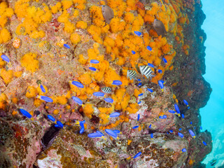 イボヤギ群生とキンギョハナダイ、ソラスズメダイ、オヤビッチャ他群れ
英名学名：Sea Goldie, Pseudanthias squamipinnis
Heavenly Damselfish, Pomacentrus coelestis
Sergeant Major, Abudefduf vaigiensis 
Orange Cup Coral, Tubastraea foulkneri
ヒリゾ