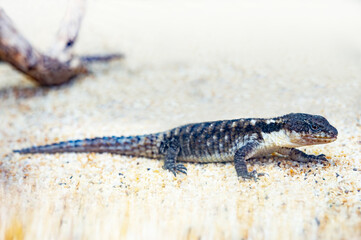 Side view of east African spiny-tailed lizard on the sand.