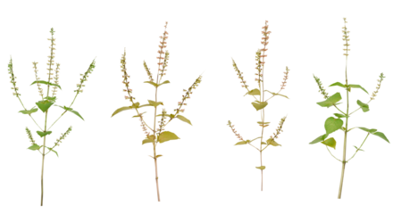 Four Basil Herb Stems transparent background