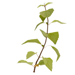 Green plant sprig, leaves, stem, nature, botany isolated background