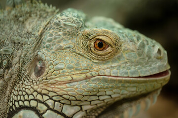 Close-up of a green iguana’s profile.