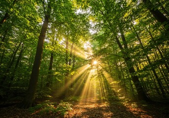 Obraz premium Sunlight rays illuminate the forest, creating a sense of tranquility and peace