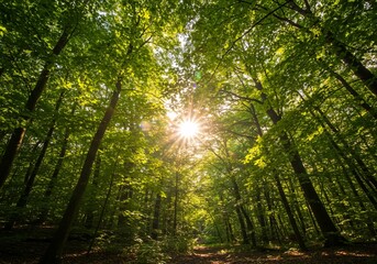 Obraz premium Lush green foliage creates a vibrant canopy in this forest landscape