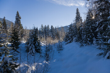 winter forest in the mountains