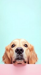 Golden Retriever with Adorable Expression Peeking Over a Pink Edge, Set Against a Minimal Pastel Background for Mobile Phones