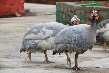 An alert helmeted guineafowl (Numididae)