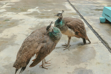 The Indian peafowl (Pavo cristatus) blue peafowl, peach pied peafowl.