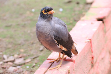 Asian pied starling (sturnidae). The Indian pied myna is a species of starling found in the Indian...