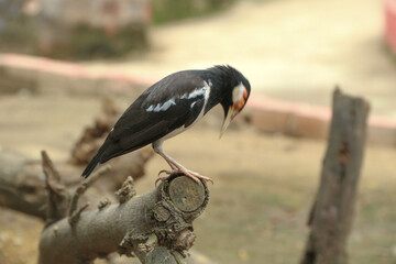 Asian pied starling (sturnidae). The Indian pied myna is a species of starling found in the Indian...