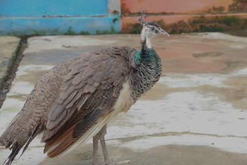 The Indian peafowl (Pavo cristatus) blue peafowl, peach pied peafowl.