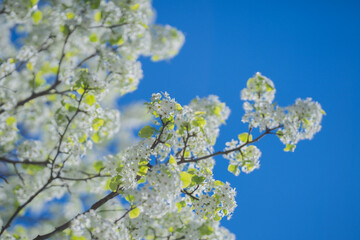 The cherry blossom tree background. White spring flowers the blossom fruit tree. Bunches of white cherry blossoms on blue sky. Spring day. Spring nature.