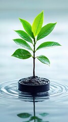 Young Plant in Water, New Life, Growth, Ecology