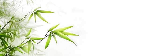 Fototapeta premium Bamboo leaves on white.