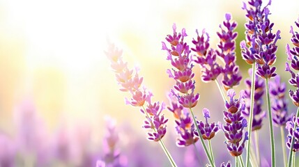 Obraz premium Lavender Flowers in Sunlight