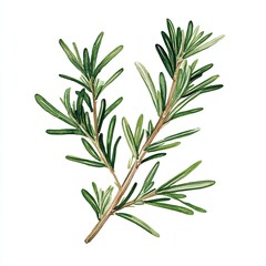 Fototapeta premium Watercolor Illustration of Fresh Rosemary Sprig, Detailed watercolor illustration of a rosemary sprig with vibrant green leaves, perfect for culinary, botanical, or natural designs.