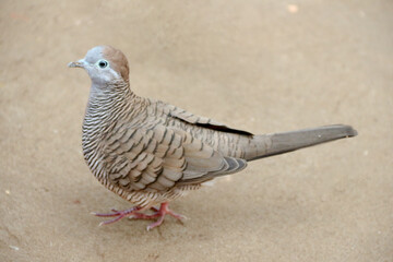 Funny parrot. Pet parrot. cute budgerigar. Ornithology. Love and care for animals.