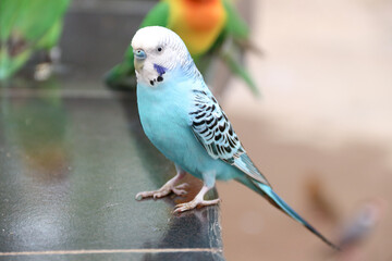 Funny parrot. Pet parrot. cute budgerigar. Ornithology. Love and care for animals.