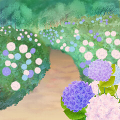 紫陽花の咲く小道