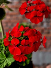 Vibrant red geranium flowers bloom in a close-up macro shot. Delicate petals and vivid color highlight the beauty of this floral specimen. Perfect for nature and garden themes. © CreativeDesign