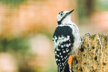 Great Spotted Woodpecker on a Tree Trunk