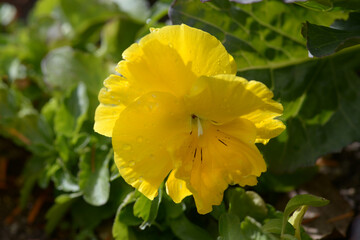 黄色いパンジー