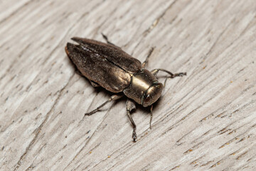 Chrysobothris dorsata beetle posed on a wooden floor on a sunny day