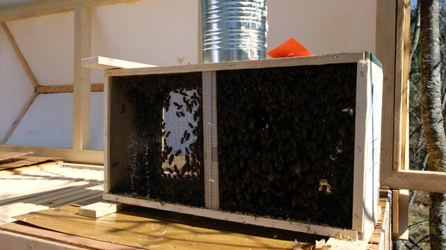 Bees swarming or crawling inside delivery cage or meshed box before being transferred into new beehive