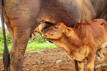A young brown calf suckling on his mother's tit 