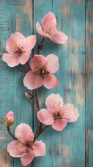 pink cherry blossom, space for text.
