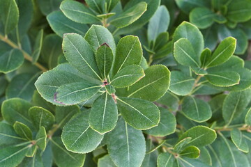 macro photograph of the leaves of an arbutus bush