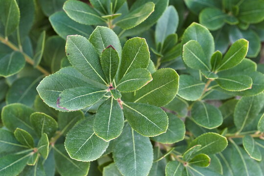 macro photograph of the leaves of an arbutus bush