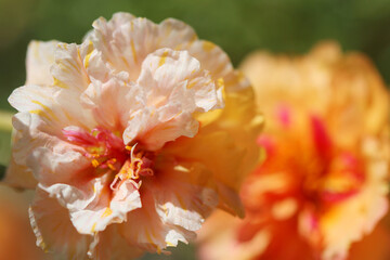 close up of a pink flower