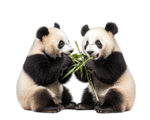 Pandas eating bamboo, playful interaction, adorable animals, wildlife scene, nature photography, cute expressions, black and white fur, bamboo forest, animal behavior, conservation efforts