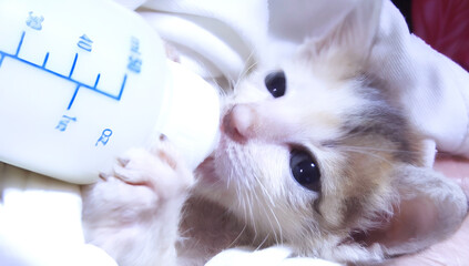 newborn cat drinking milk from the bottle.