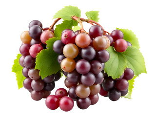 Obraz premium Pile of grapes varieties. Fresh grapes on PNG transparent background. Grapes fruit 
