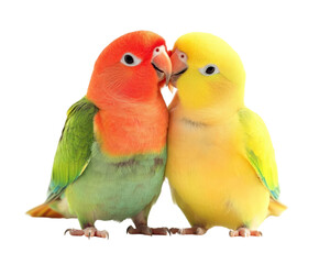 Fototapeta premium Colorful lovebirds cuddling together, showcasing vibrant feathers and affection. Their bright colors and close bond create heartwarming scene